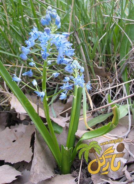 نجم آبی ایرانی